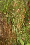 Vittaria volkensii