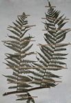 Cyathea capensis