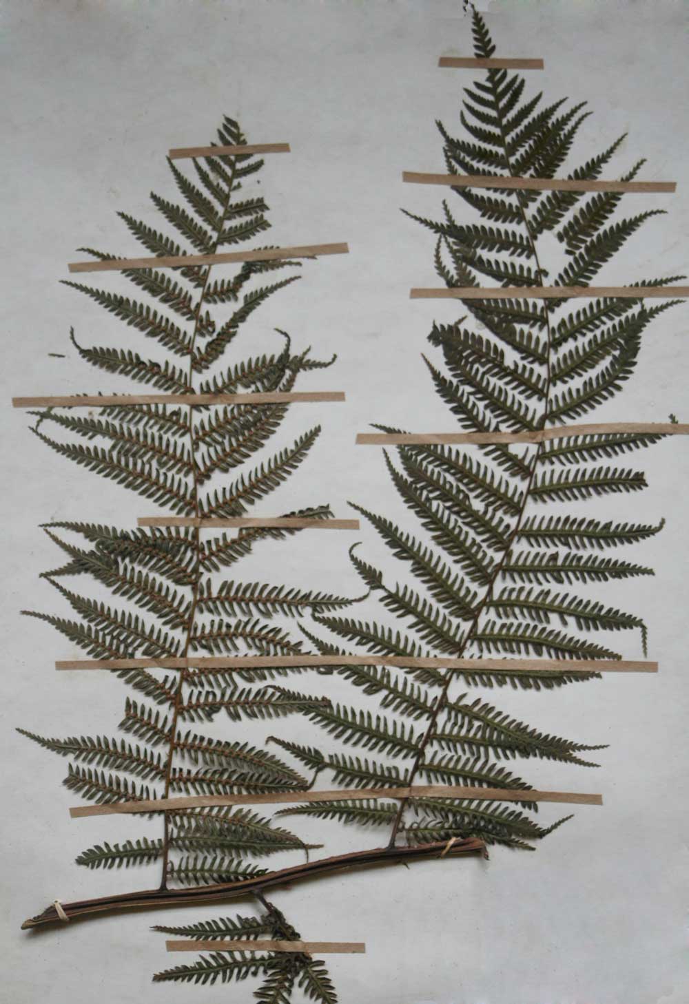 Cyathea capensis