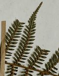 Cyathea capensis