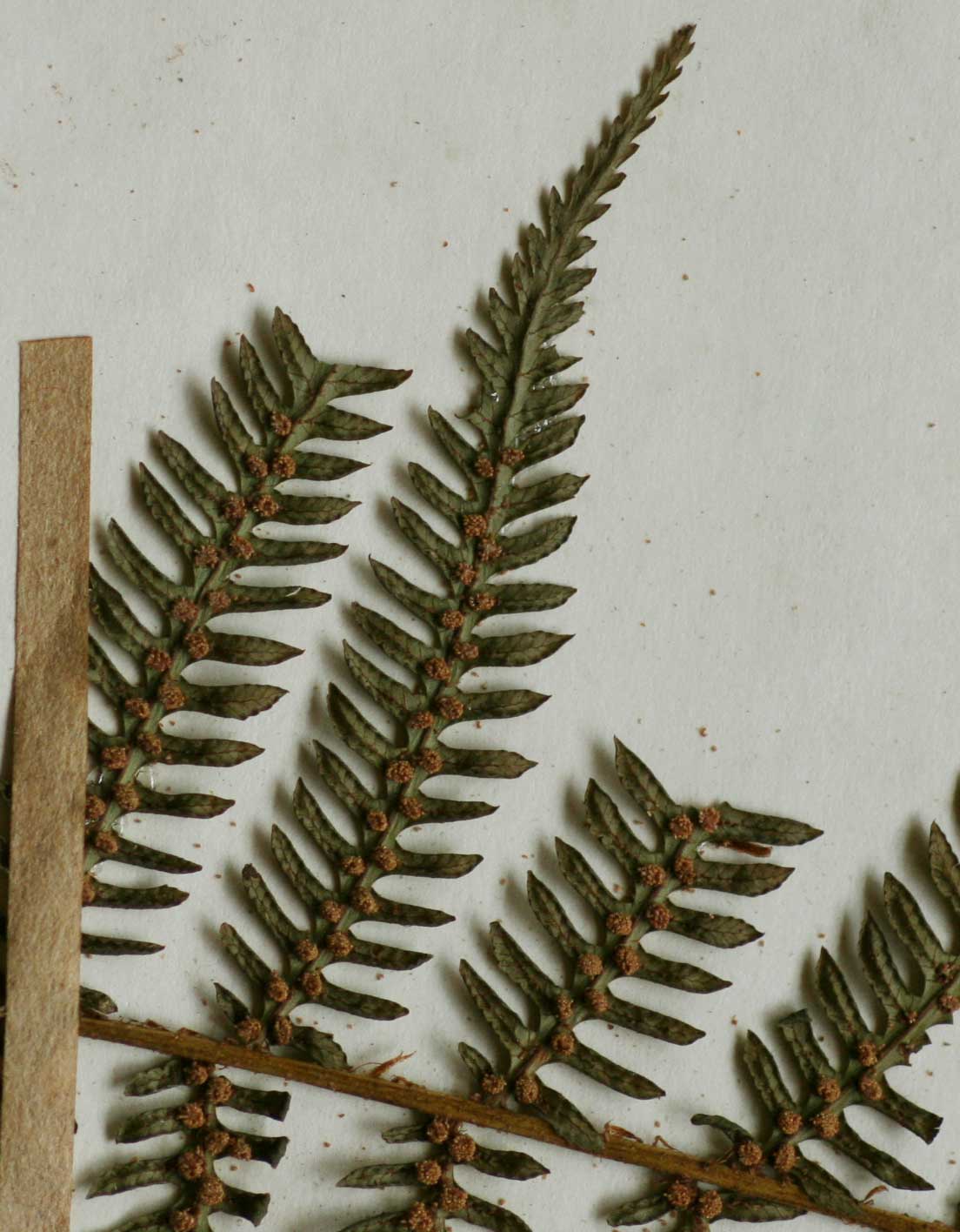 Cyathea capensis