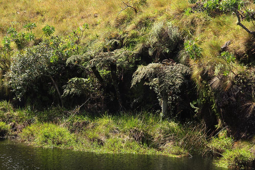 Cyathea dregei