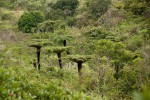 Cyathea dregei