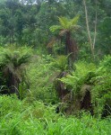 Cyathea dregei