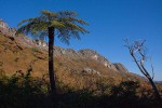 Cyathea dregei