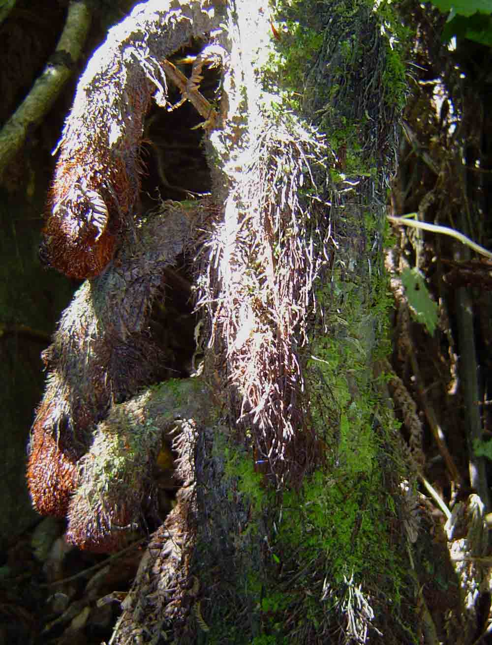 Cyathea manniana