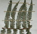 Cyathea mossambicensis