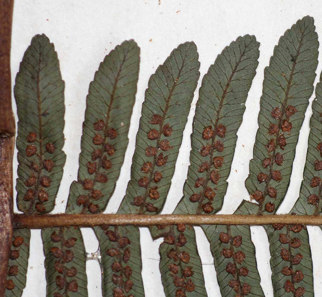 Cyathea mossambicensis