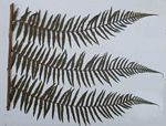 Cyathea thomsonii