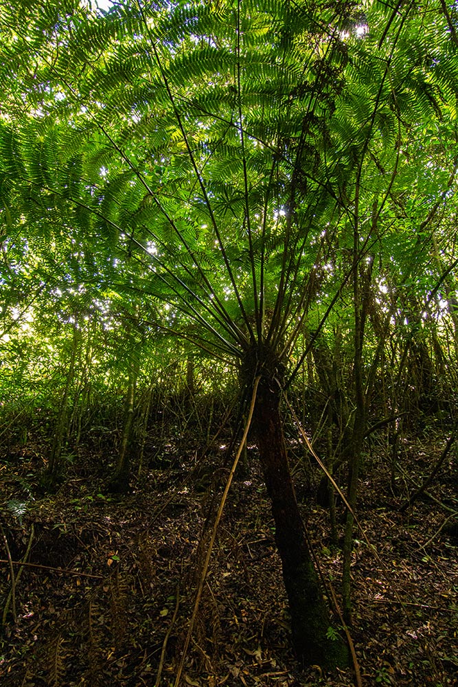 Cyathea thomsonii