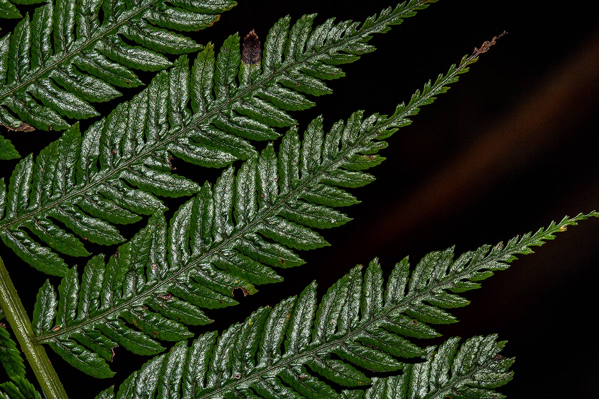 Cyathea thomsonii
