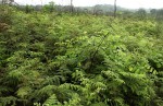Pteridium aquilinum subsp. capense