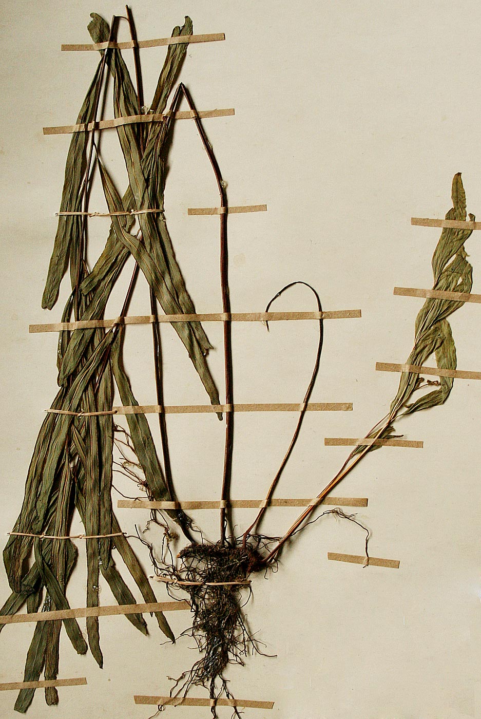 Lindsaea ensifolia