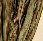 Lindsaea ensifolia