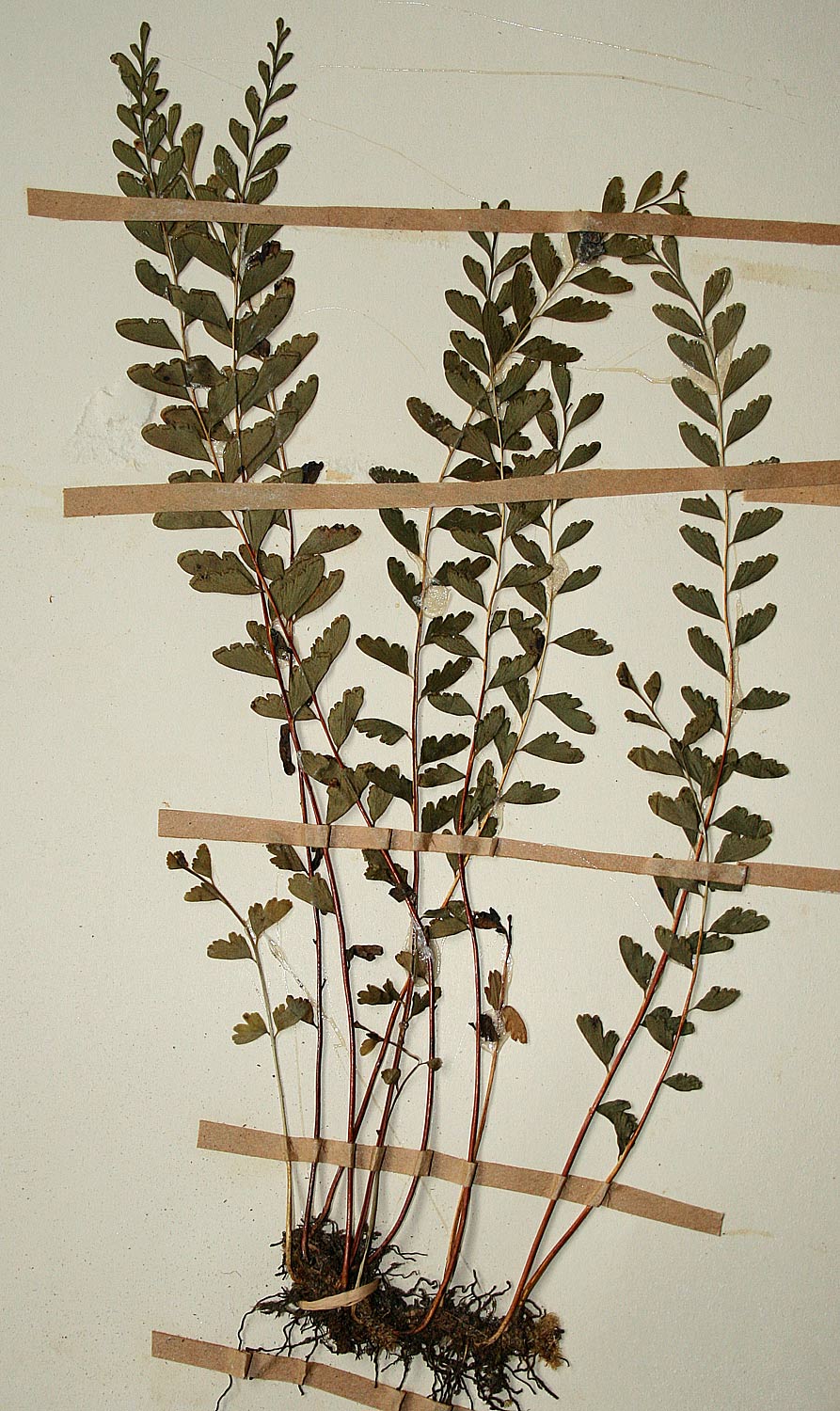Lindsaea odorata
