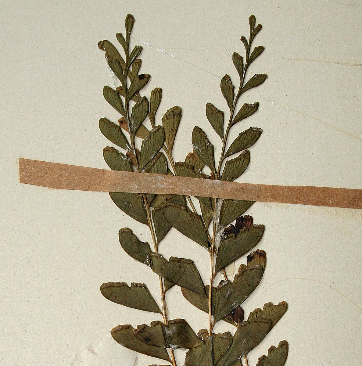 Lindsaea odorata