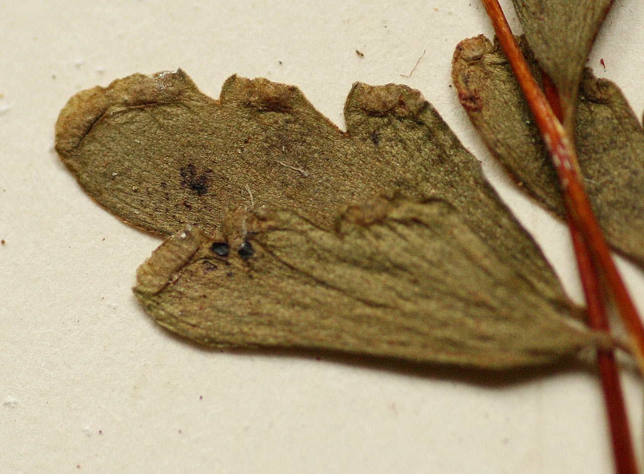 Lindsaea odorata