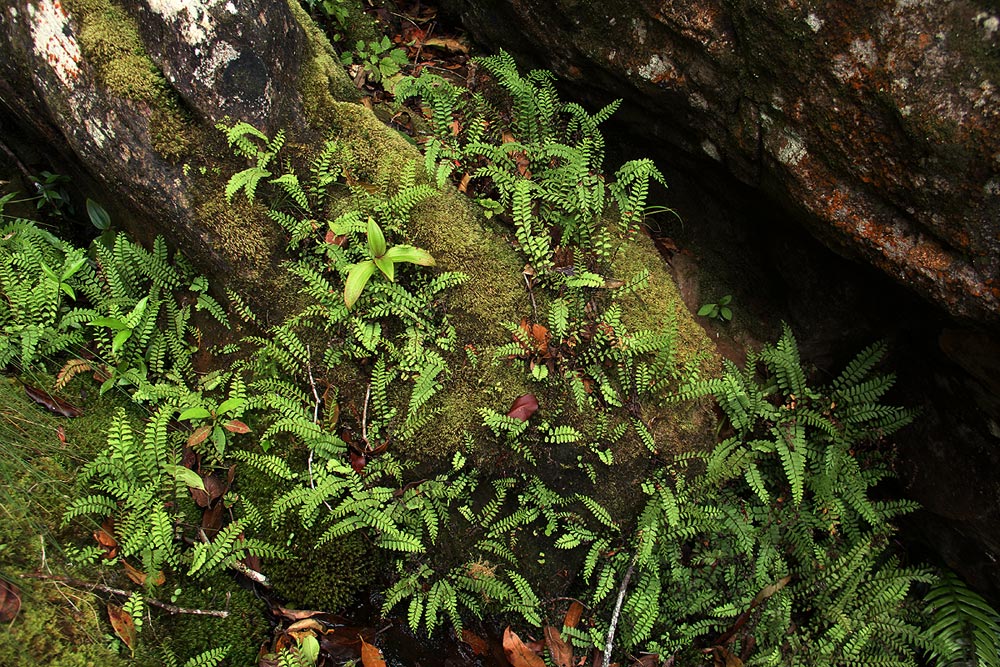 Lindsaea odorata