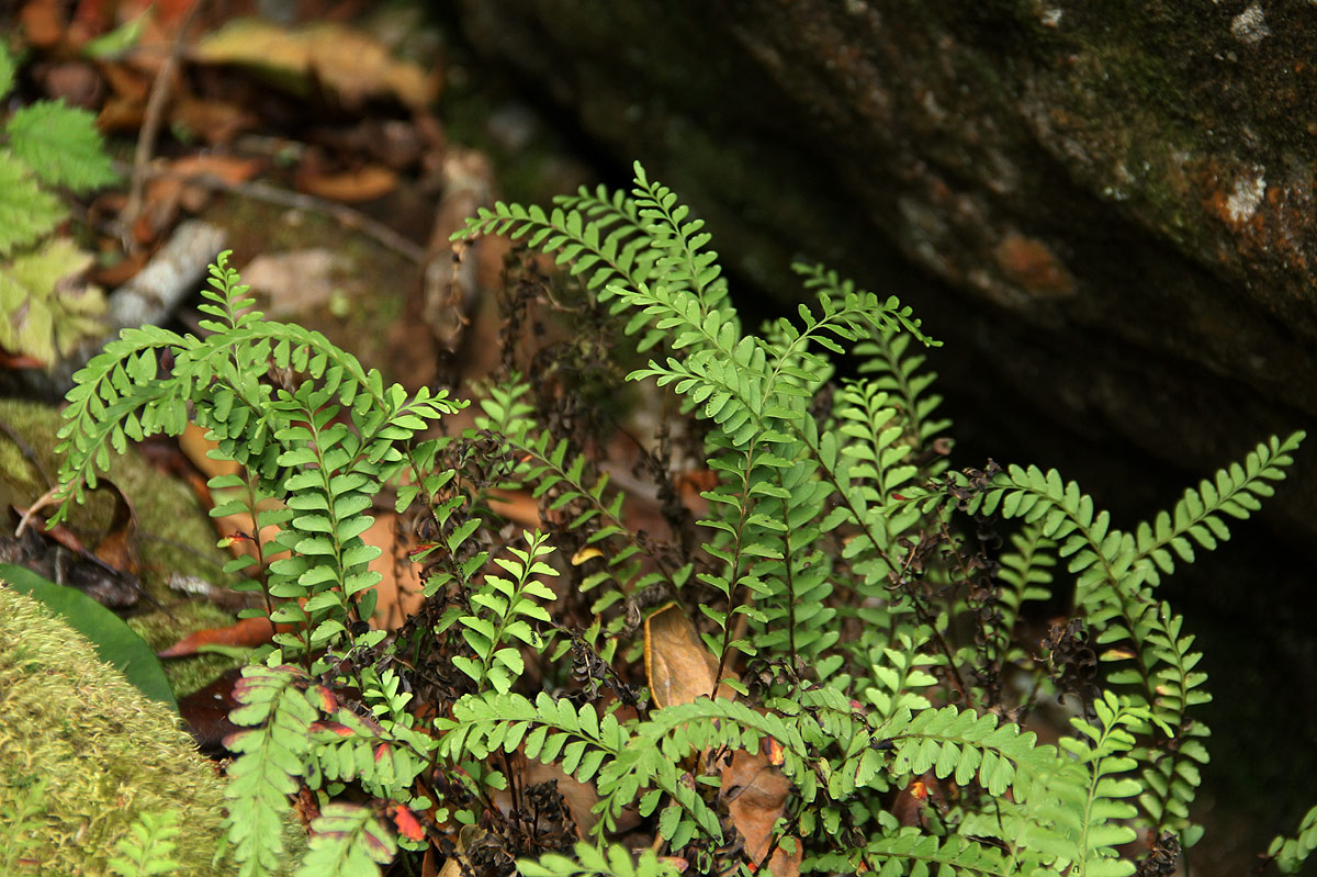 Lindsaea odorata