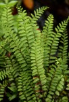 Lindsaea odorata