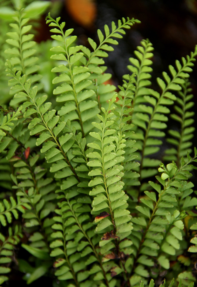 Lindsaea odorata