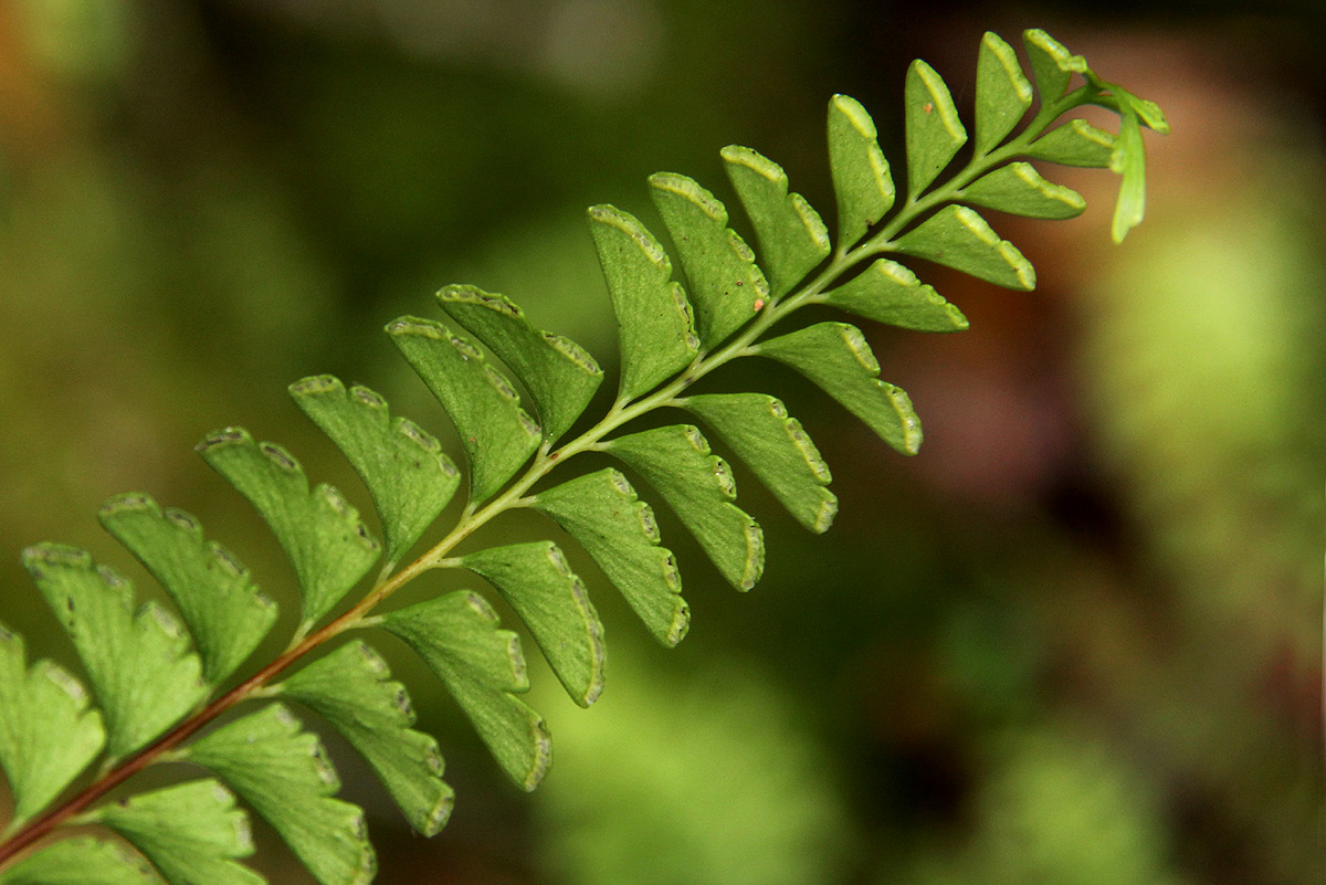 Lindsaea odorata
