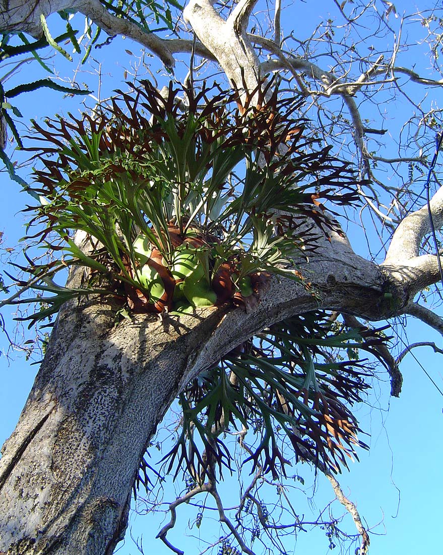 Platycerium alcicorne