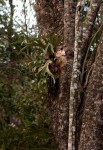Platycerium alcicorne