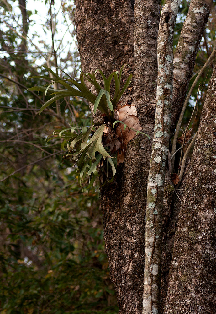 Platycerium alcicorne