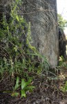 Platycerium alcicorne