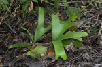 Platycerium alcicorne