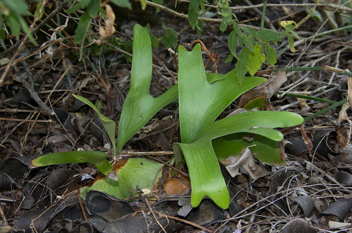Platycerium alcicorne