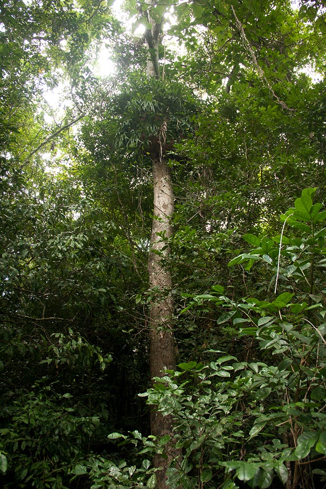 Platycerium alcicorne
