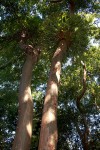Platycerium alcicorne