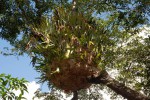 Platycerium alcicorne