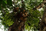Platycerium alcicorne