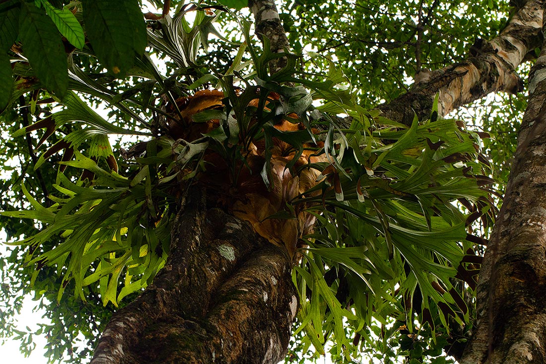 Platycerium alcicorne