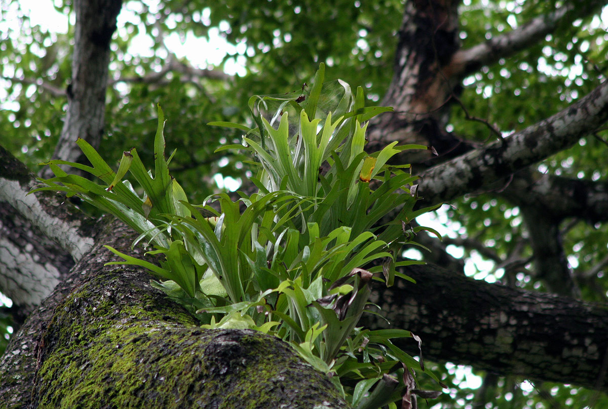 Platycerium alcicorne