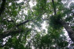 Platycerium alcicorne