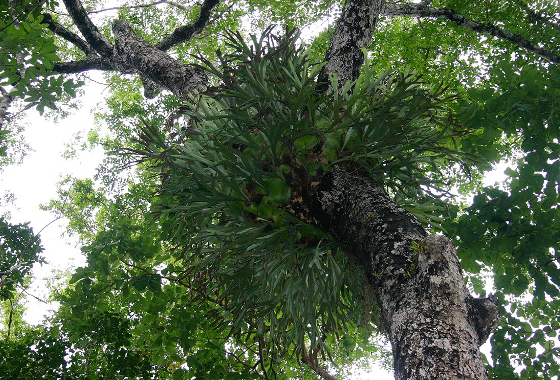 Platycerium alcicorne