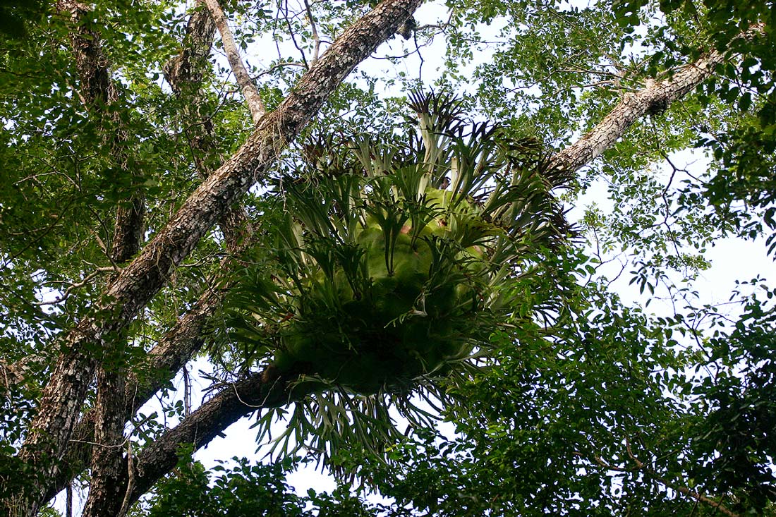 Platycerium alcicorne