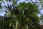 Platycerium alcicorne