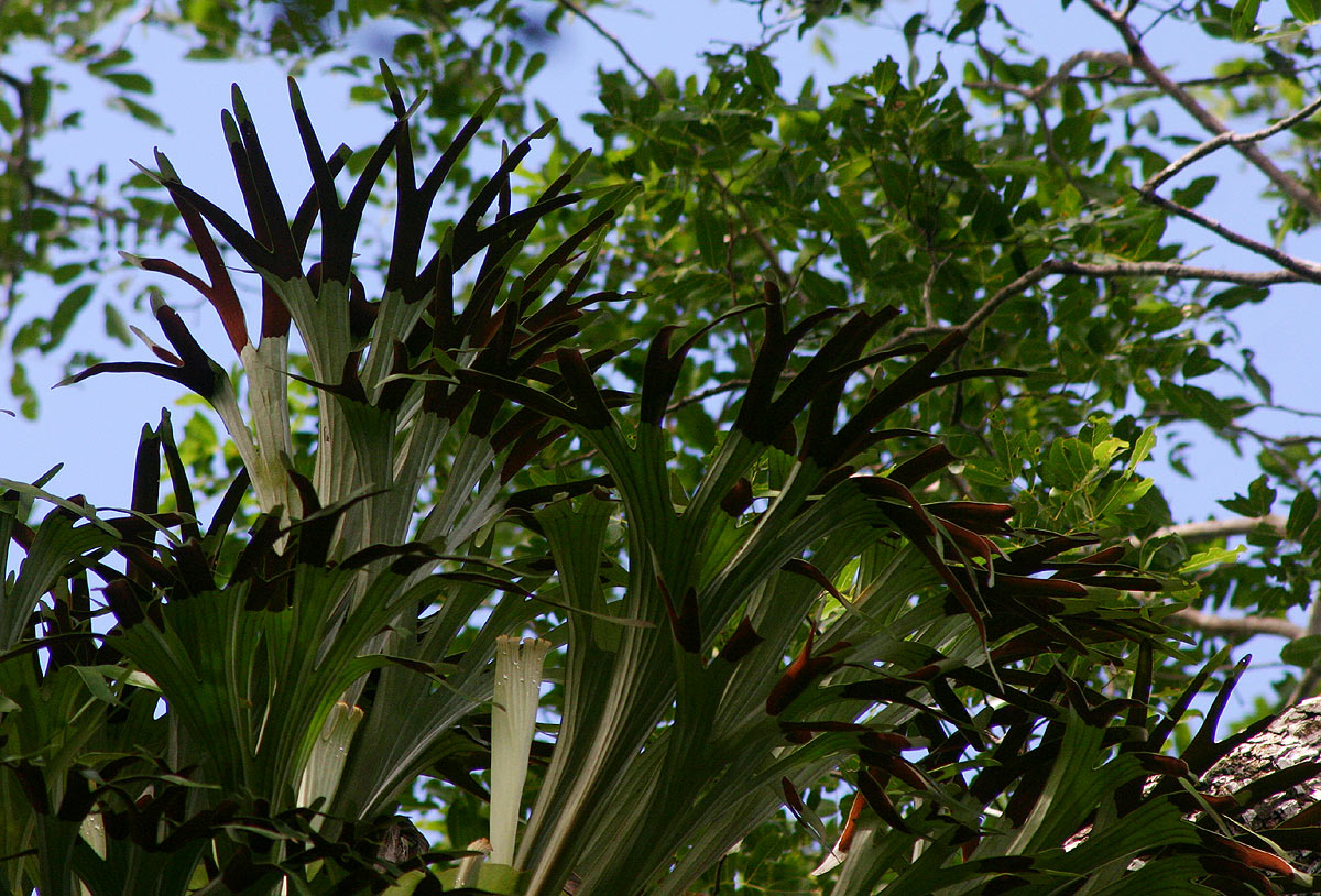 Platycerium alcicorne
