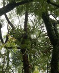 Platycerium alcicorne