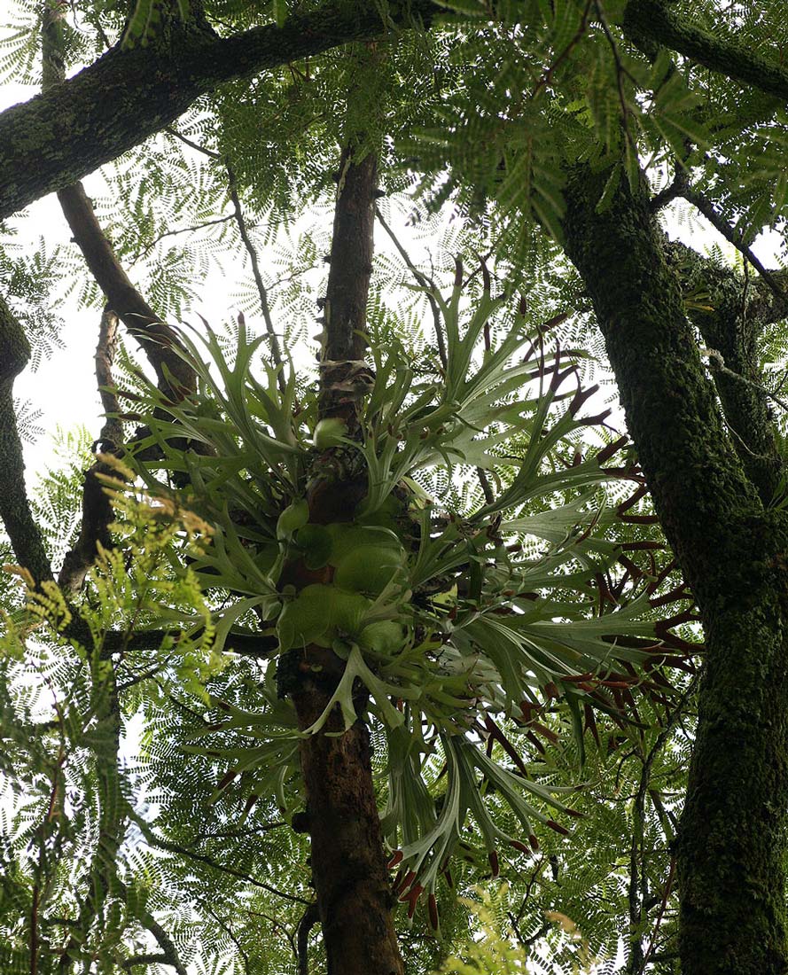 Platycerium alcicorne