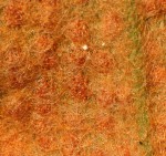 Pyrrosia rhodesiana