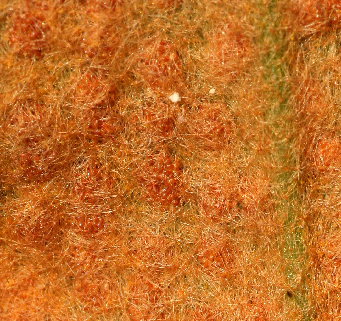 Pyrrosia rhodesiana