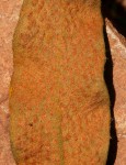 Pyrrosia rhodesiana