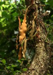 Pyrrosia rhodesiana