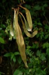 Pyrrosia rhodesiana